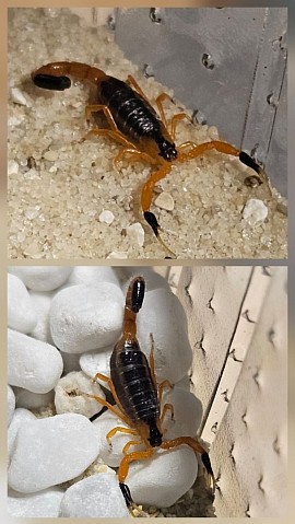 Uroplectes fischeri 1.1