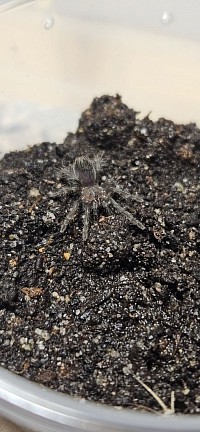 Tliltocatl albopilosum