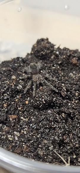 Tliltocatl albopilosus