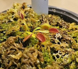 Dionaea muscipula 