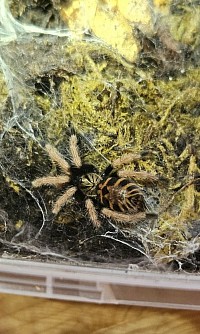 Chromatopelma cyaneopubescens