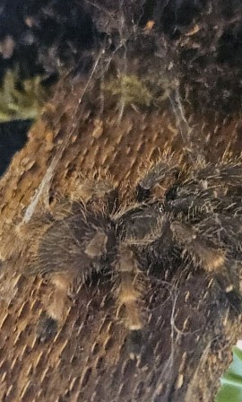 Psalmopoeus reduncus