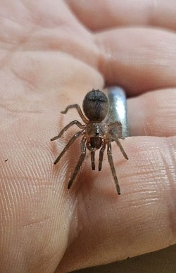 Tliltocatl albopilosus