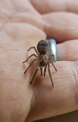 Tliltocatl albopilosus