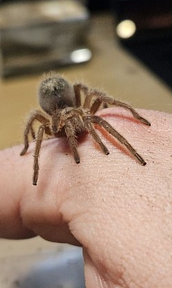 Grammostola pulchra