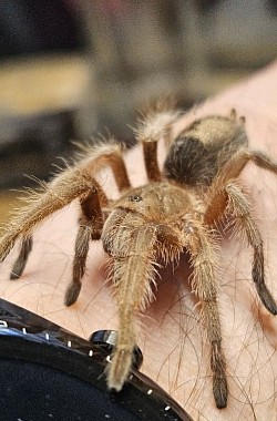 Grammostola rosea