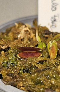 Dionaea muscipula 