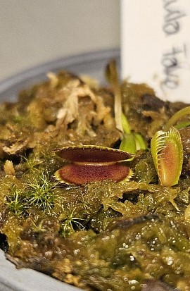 Dionaea muscipula 