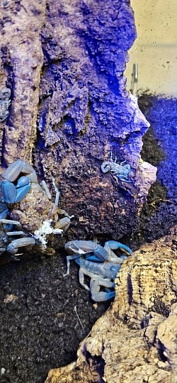 Tityus smithii 09.02.2026