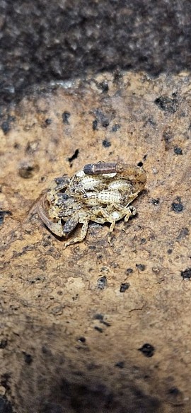 Tityus silvestris