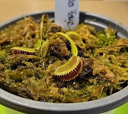 Dionaea muscipula 