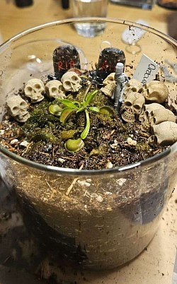 Dionaea muscipula 