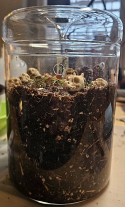 Dionaea muscipula 