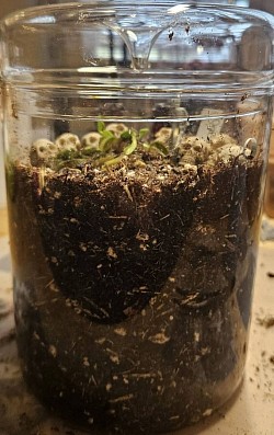 Dionaea muscipula 