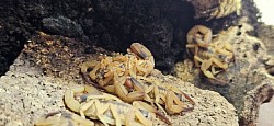 Tityus stigmurus 21.02.2026