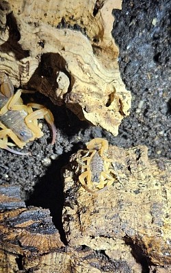 Tityus serrulatus 21.02.2026