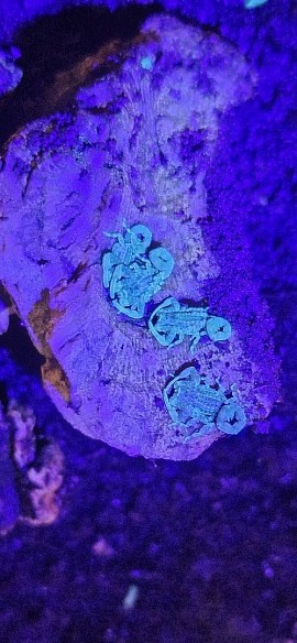 Tityus silvestris
