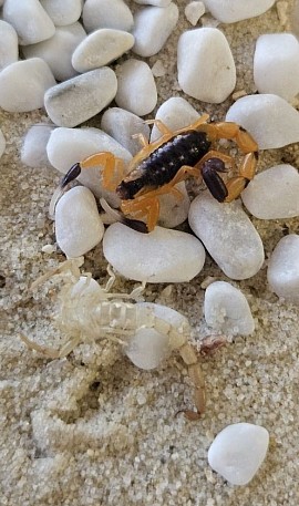 Uroplectes fischeri