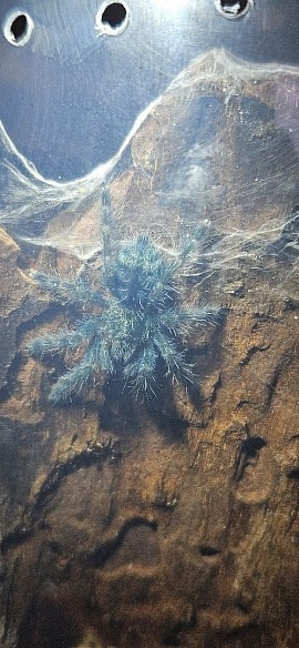 Caribena versicolor