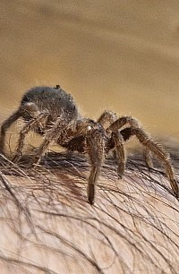 Grammostola pulchra