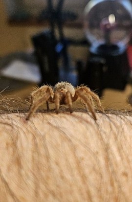 Grammostola pulchra