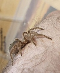 Grammostola pulchra