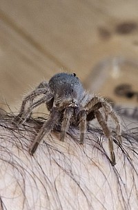 Grammostola pulchra