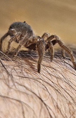 Grammostola pulchra
