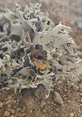Uroplectes chubbi
