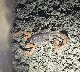 Janalychas tricarinatus