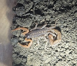 Janalychas tricarinatus