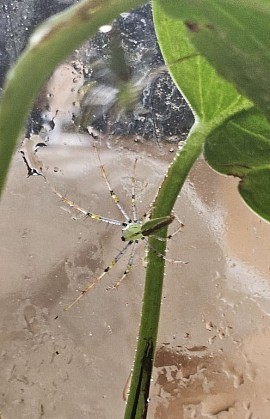 Peucetia lucasi