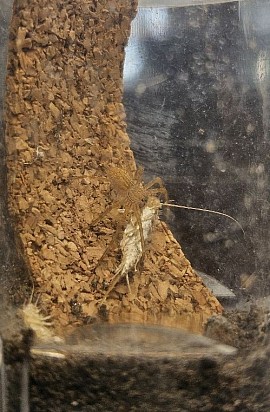 Cupiennius salei