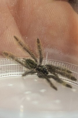 Stromatopelma calceatum
