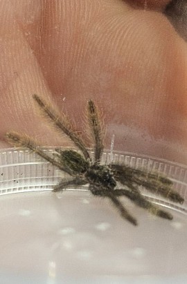 Stromatopelma calceatum