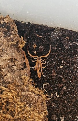 Tityus stigmurus