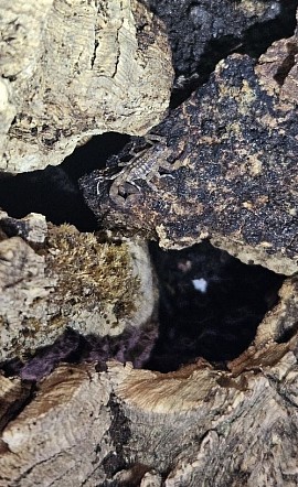 Tityus smithii