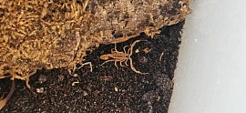 Tityus stigmurus