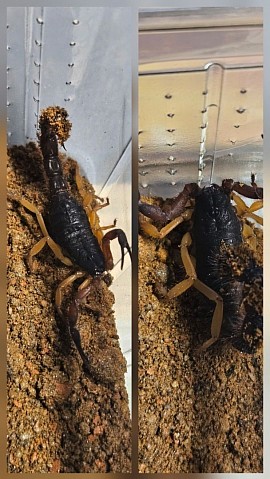Parabuthus villosus 'Typical Morph'
