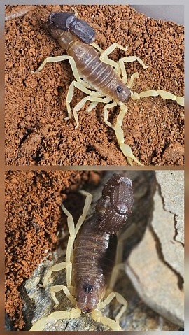Parabuthus schlechteri
