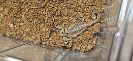 Centruroides nitidus