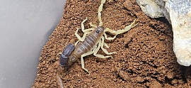 Parabuthus schlechteri