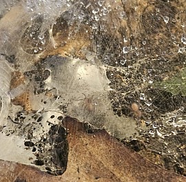 Heterothele villosella