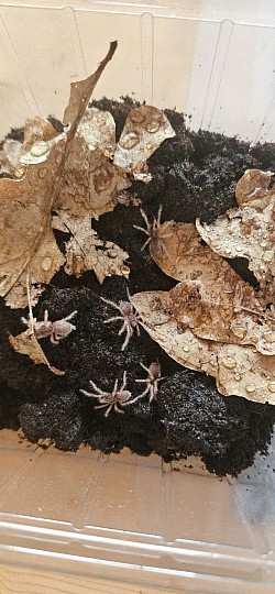 Neoholothele incei Gold NZ06/26