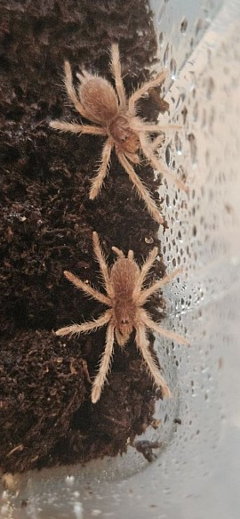 Neoholothele incei Gold