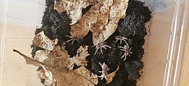Neoholothele incei Gold NZ 06/26