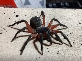 Liphistius sumatrans