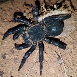 Liphistius jarujini