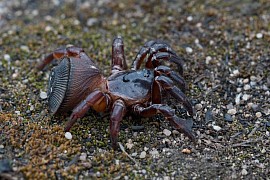 Cyclocosmia latusicosta