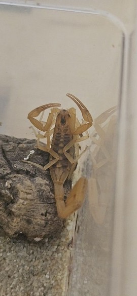 Centruroides sculpturatus 